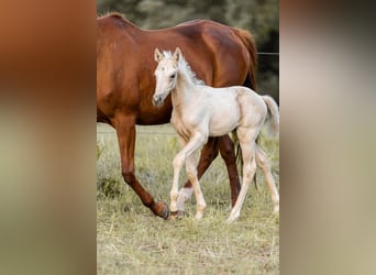 Trakehner, Étalon, 1 Année, 155 cm, Palomino