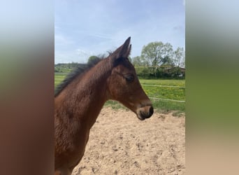 Trakehner, Étalon, 1 Année, 157 cm, Bai