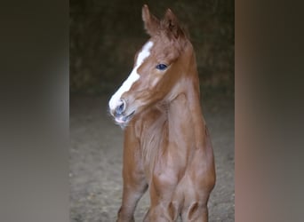 Trakehner, Étalon, 1 Année, 165 cm, Alezan