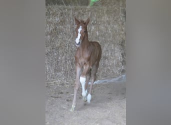 Trakehner, Étalon, 1 Année, 165 cm, Alezan