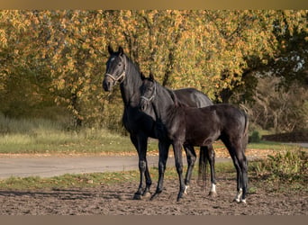 Trakehner, Étalon, 1 Année, 165 cm, Bai brun foncé