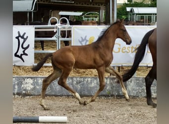 Trakehner, Étalon, 1 Année, 165 cm, Bai