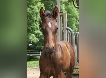 Trakehner, Étalon, 1 Année, 165 cm, Bai