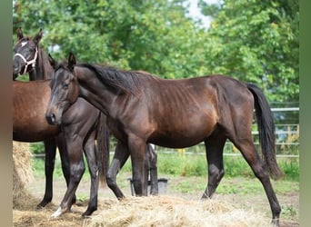 Trakehner, Étalon, 1 Année, 165 cm, Noir