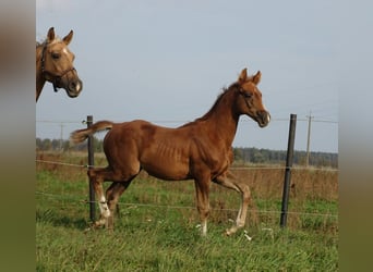 Trakehner, Étalon, 1 Année, 166 cm, Alezan