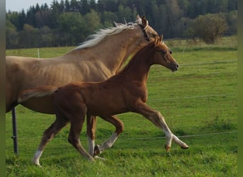 Trakehner, Étalon, 1 Année, 166 cm, Alezan