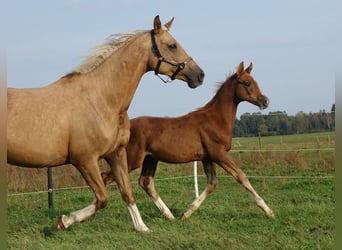 Trakehner, Étalon, 1 Année, 166 cm, Alezan