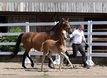 Trakehner, Étalon, 1 Année, 167 cm, Alezan brûlé