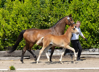 Trakehner, Étalon, 1 Année, 167 cm, Alezan brûlé