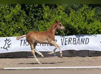 Trakehner, Étalon, 1 Année, 167 cm, Alezan brûlé