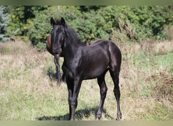 Trakehner, Étalon, 1 Année, 167 cm, Bai brun foncé