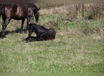 Trakehner, Étalon, 1 Année, 167 cm, Bai brun foncé