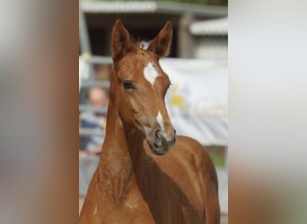 Trakehner, Étalon, 1 Année, 168 cm, Alezan