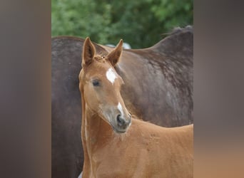 Trakehner, Étalon, 1 Année, 168 cm, Alezan