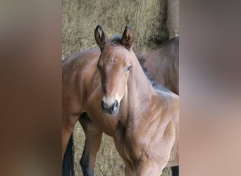 Trakehner, Étalon, 1 Année, 168 cm, Bai