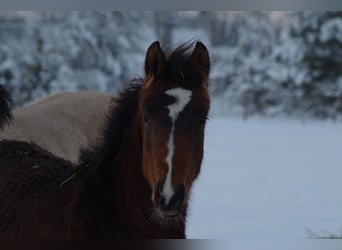 Trakehner, Étalon, 1 Année, 168 cm, Bai