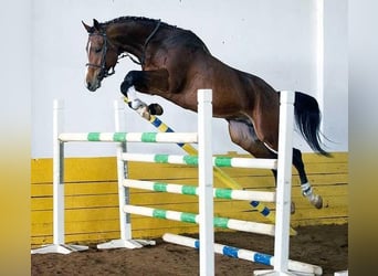 Trakehner, Étalon, 1 Année, 168 cm, Bai