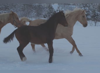 Trakehner, Étalon, 1 Année, 168 cm, Bai