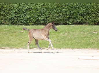 Trakehner, Étalon, 1 Année, 168 cm, Noir