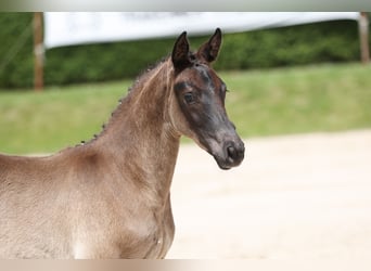 Trakehner, Étalon, 1 Année, 168 cm, Noir