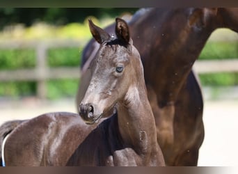 Trakehner, Étalon, 1 Année, 168 cm, Noir