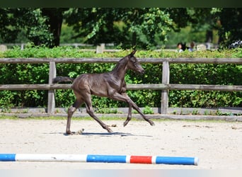 Trakehner, Étalon, 1 Année, 168 cm, Noir