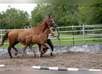 Trakehner, Étalon, 1 Année, 170 cm, Alezan