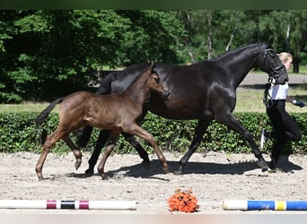 Trakehner, Étalon, 1 Année, 170 cm, Bai brun foncé