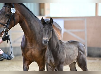 Trakehner, Étalon, 1 Année, 170 cm, Bai brun foncé