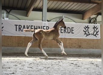 Trakehner, Étalon, 1 Année, 170 cm, Bai brun foncé