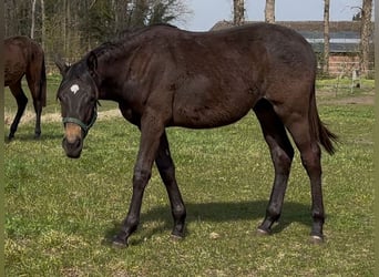 Trakehner, Étalon, 1 Année, 170 cm, Bai brun foncé