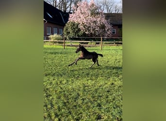 Trakehner, Étalon, 1 Année, 170 cm, Bai brun foncé