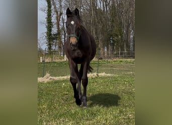 Trakehner, Étalon, 1 Année, 170 cm, Bai brun foncé