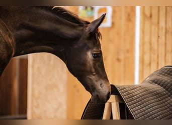 Trakehner, Étalon, 1 Année, 170 cm, Bai brun foncé