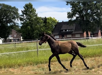 Trakehner, Étalon, 1 Année, 170 cm, Bai brun foncé