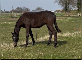 Trakehner, Étalon, 1 Année, 170 cm, Bai brun foncé