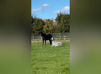 Trakehner, Étalon, 1 Année, 170 cm, Bai brun foncé