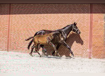 Trakehner, Étalon, 1 Année, 170 cm, Bai brun foncé