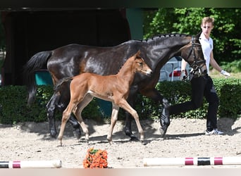 Trakehner, Étalon, 1 Année, 170 cm, Bai