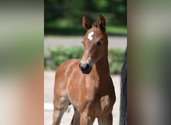 Trakehner, Étalon, 1 Année, 170 cm, Bai