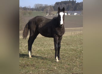 Trakehner, Étalon, 1 Année, 170 cm, Noir