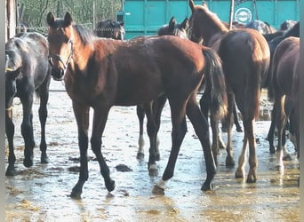 Trakehner, Étalon, 1 Année, 172 cm, Bai