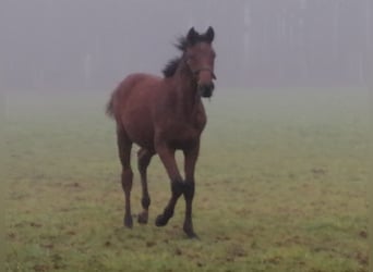 Trakehner, Étalon, 1 Année, 172 cm, Bai