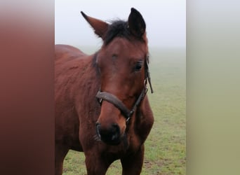 Trakehner, Étalon, 1 Année, 172 cm, Bai