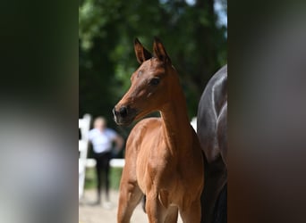 Trakehner, Étalon, 1 Année, 172 cm, Bai