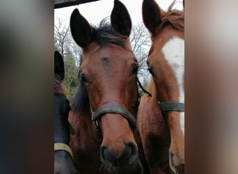 Trakehner, Étalon, 1 Année, 172 cm, Bai