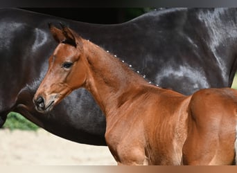 Trakehner, Étalon, 1 Année, 172 cm, Bai