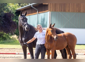 Trakehner, Étalon, 1 Année, 172 cm, Bai