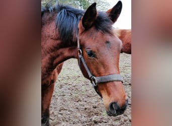 Trakehner, Étalon, 1 Année, 172 cm, Bai