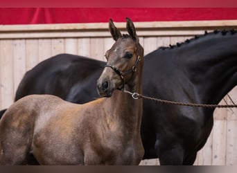 Trakehner, Étalon, 1 Année, 172 cm, Gris